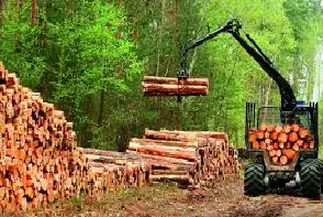 Imagem do Setor Florestal